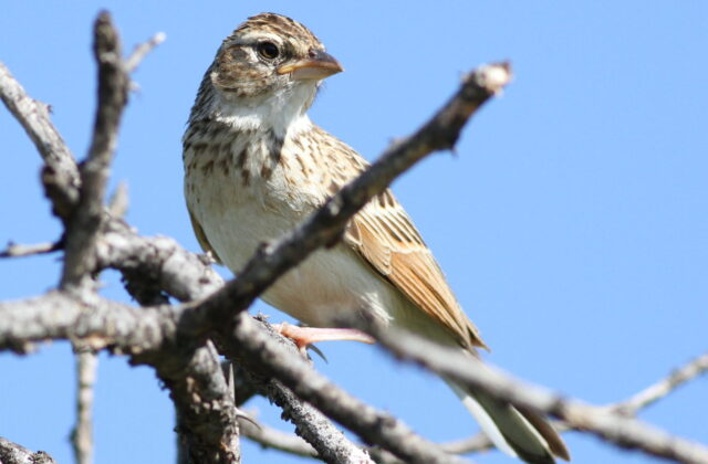 Monotonous Lark