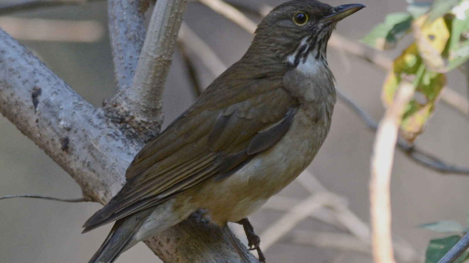 White-throated Thrush