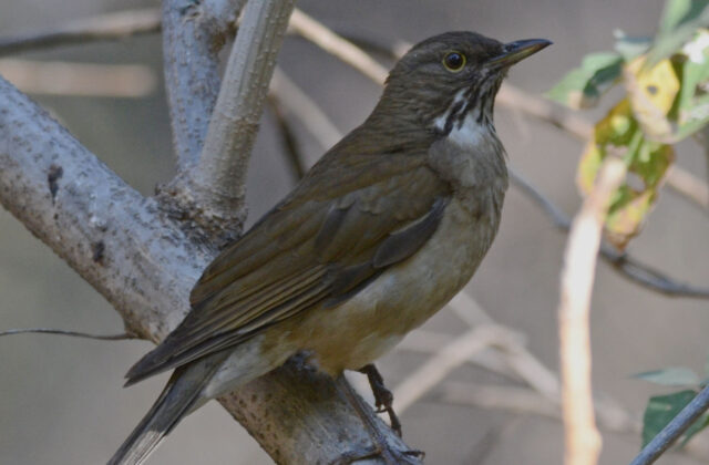 White-throated Thrush
