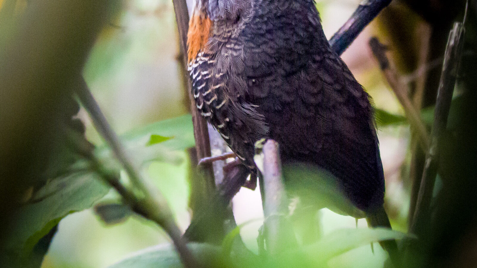 Mishmi Wren-Babbler