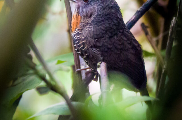 Mishmi Wren-Babbler