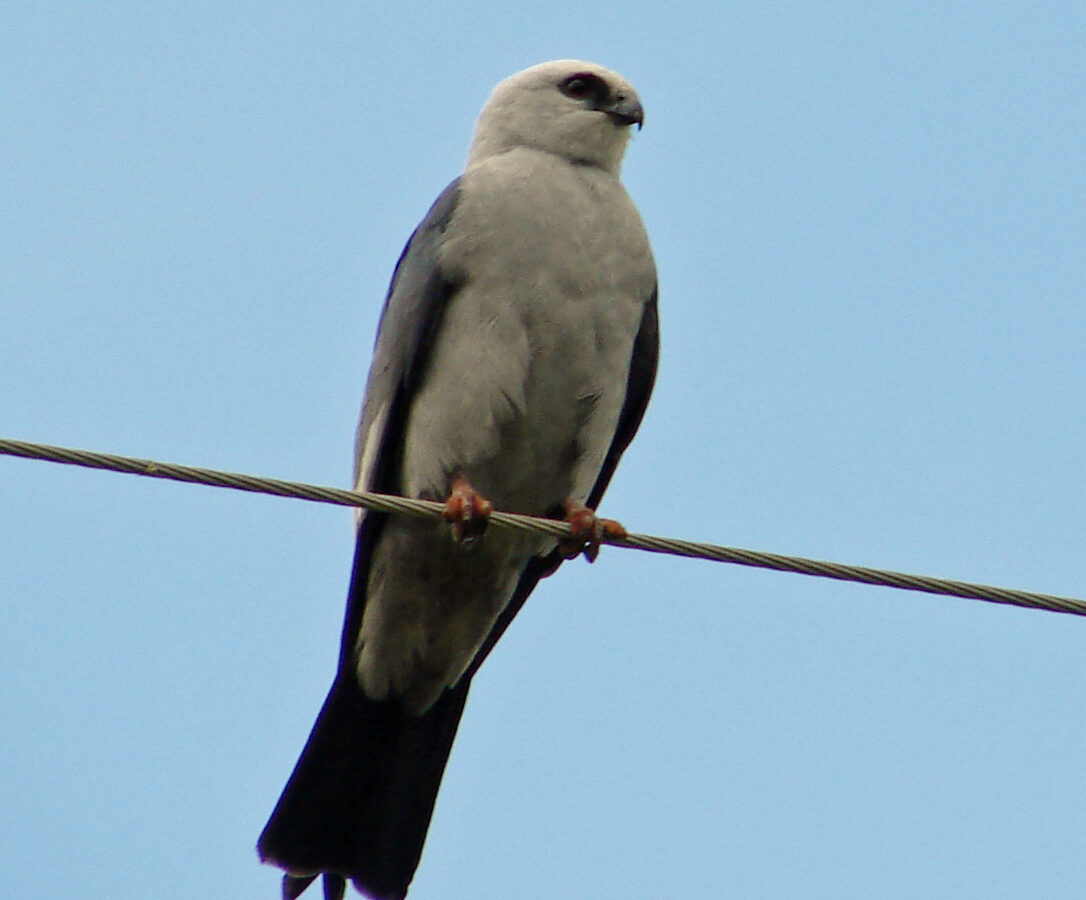 Mississippi Kite