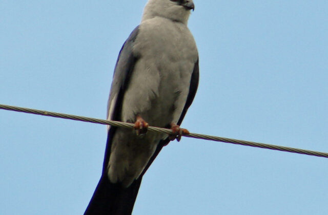 Mississippi Kite