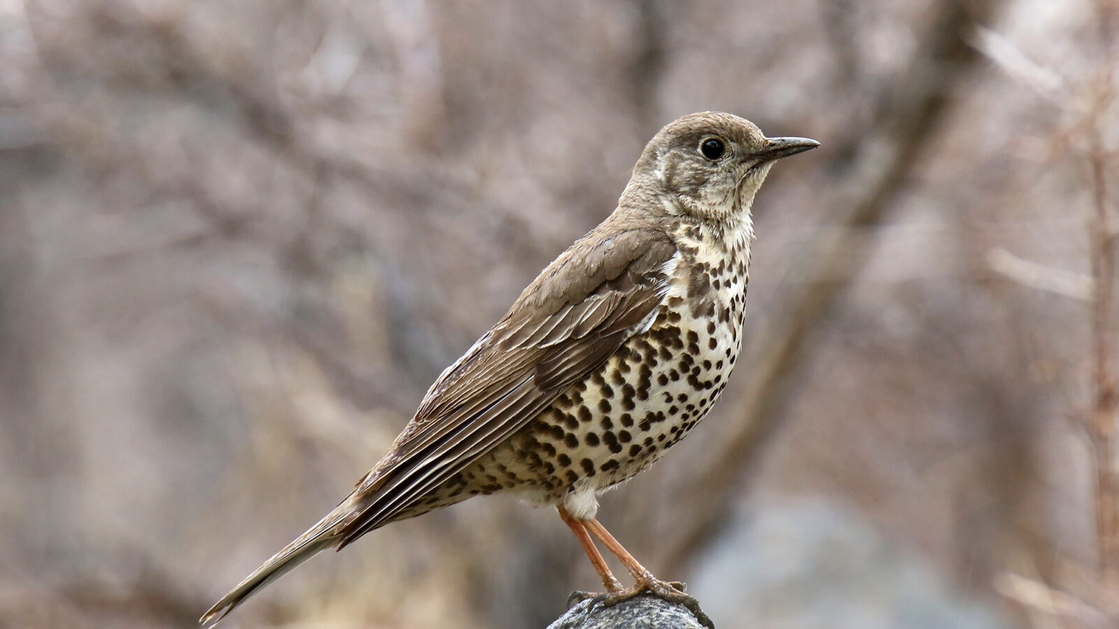 Mistle Thrush