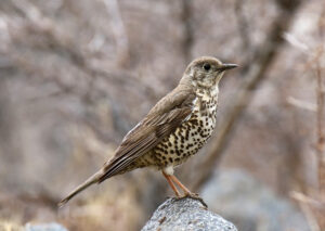 Mistle Thrush