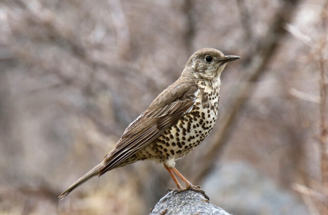 Mistle Thrush