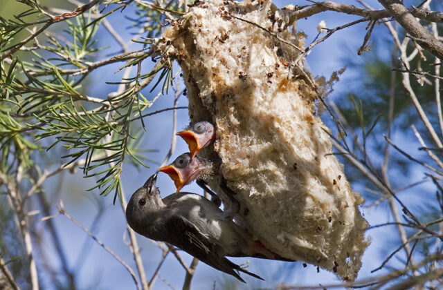 Mistletoebird