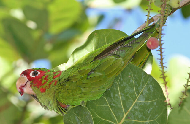 Mitred Parakeet