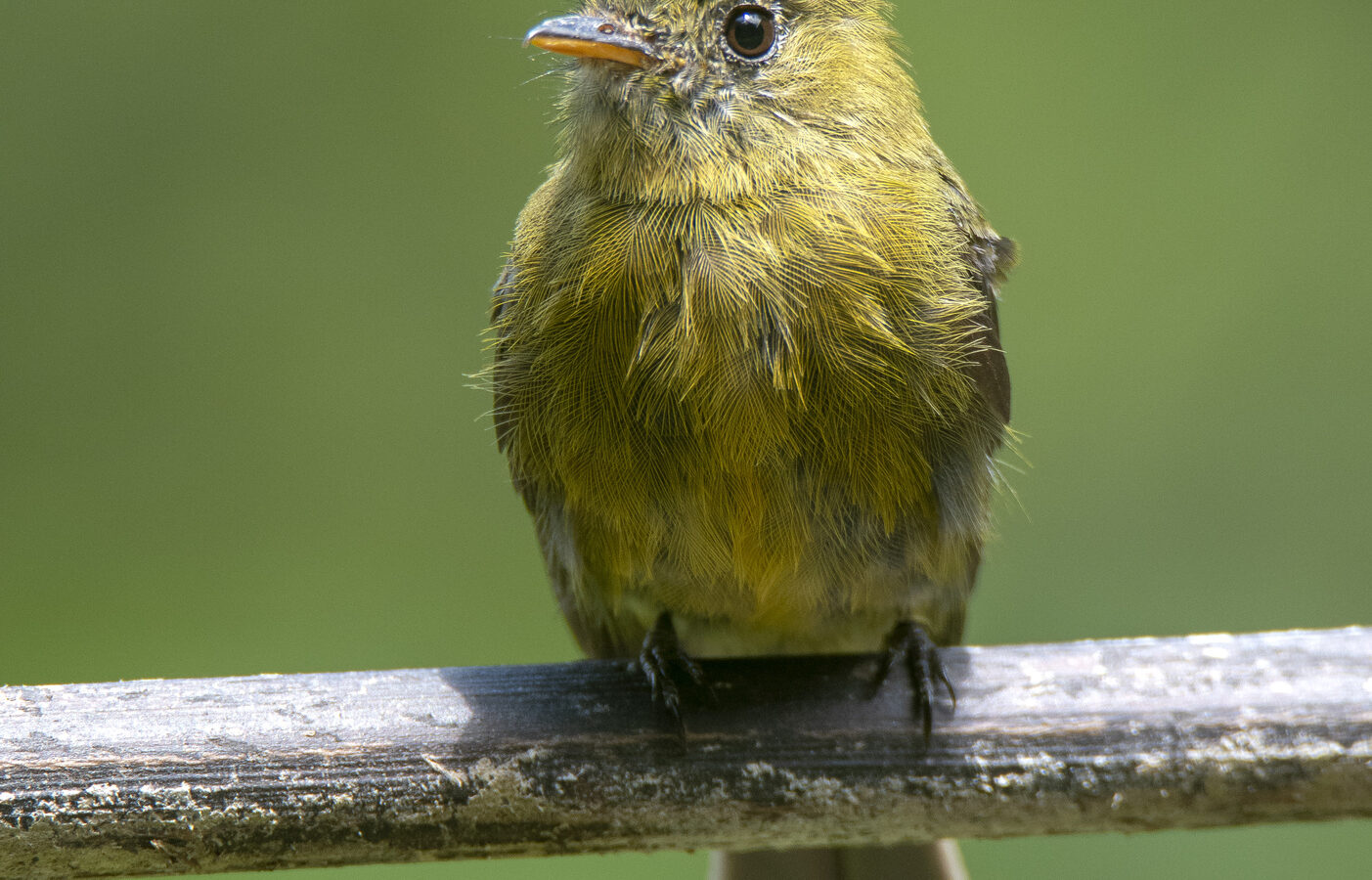 Olive Tufted Flycatcher