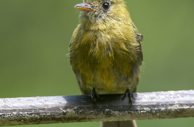Olive Tufted Flycatcher