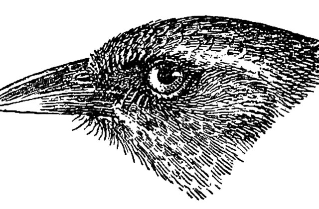Olive-backed Tanager