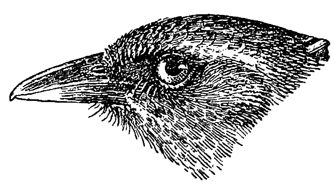 Olive-backed Tanager