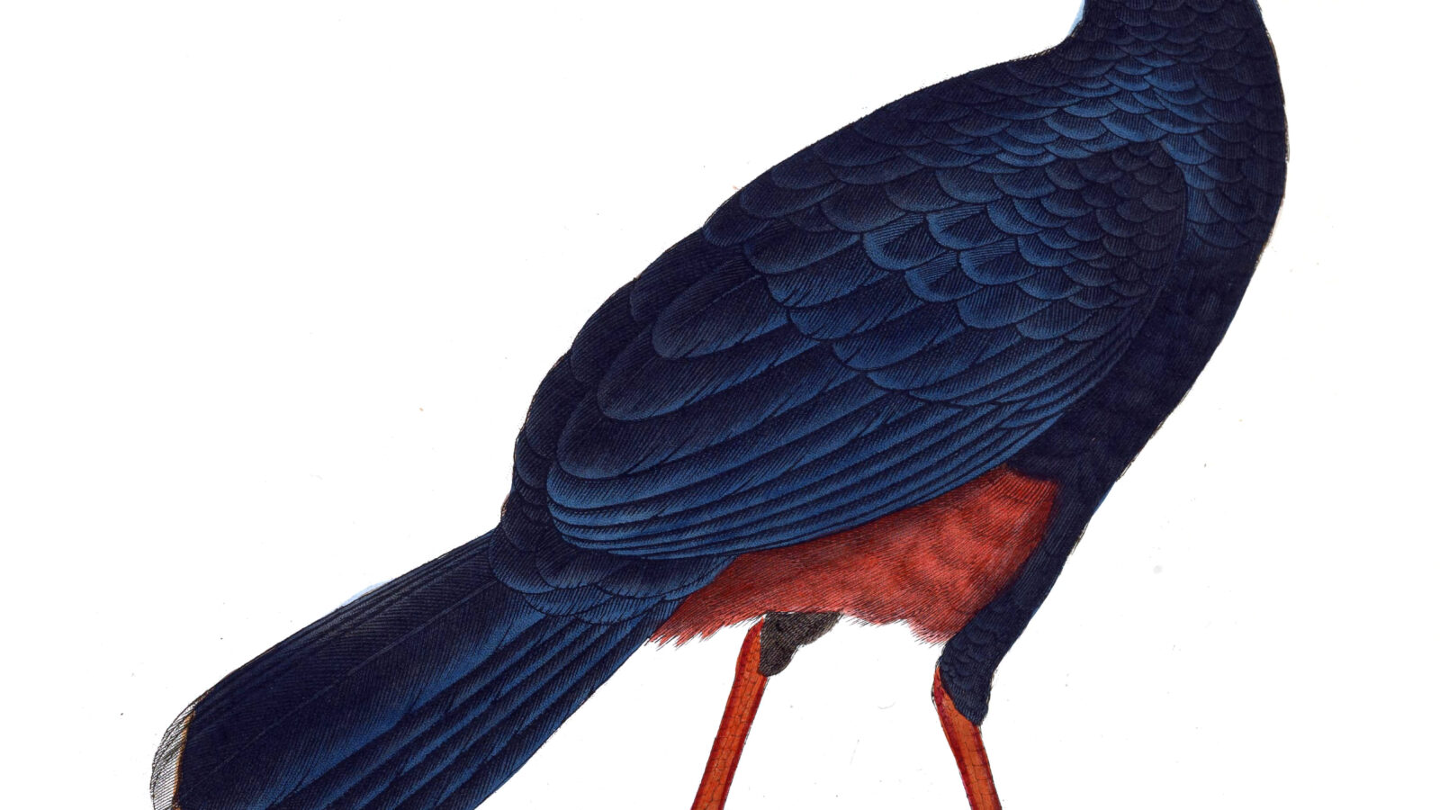 Alagoas Curassow