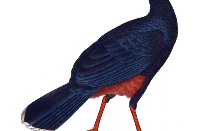Alagoas Curassow