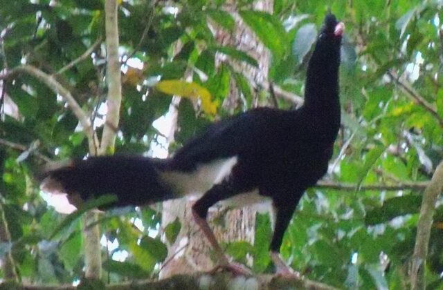 Salvin’s Curassow