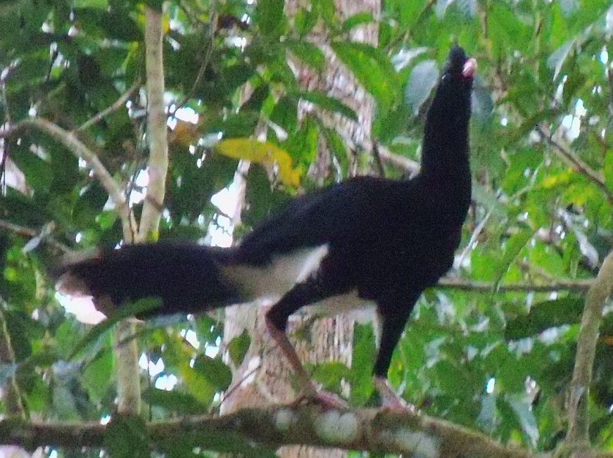 Salvin’s Curassow