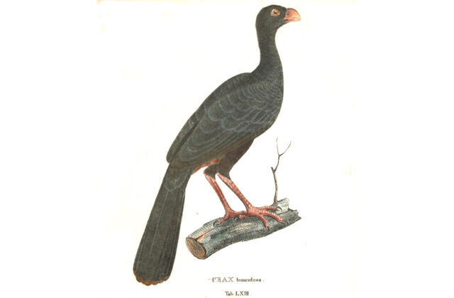 Crestless Curassow