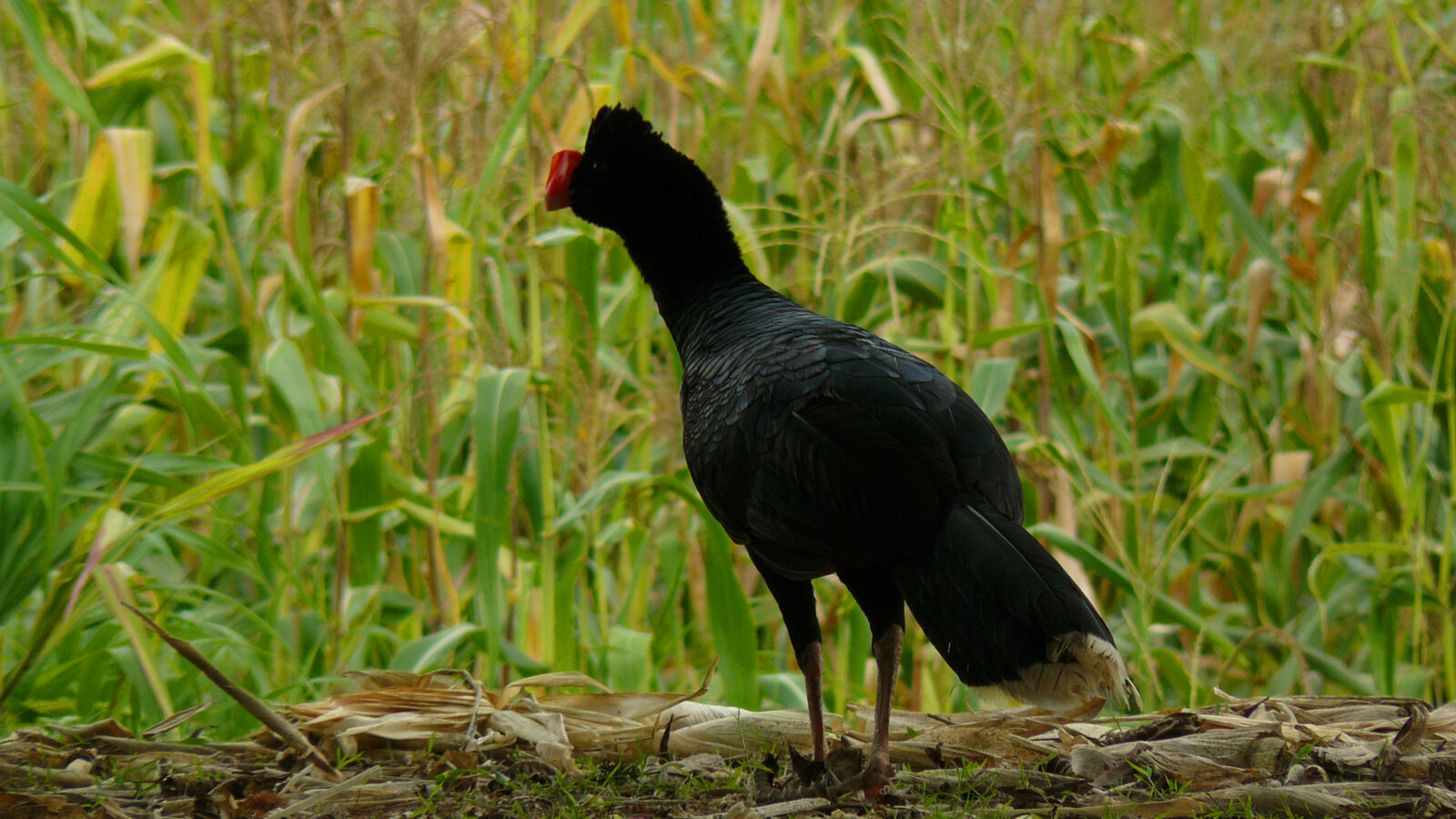Razor-billed Curassow