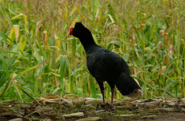 Razor-billed Curassow
