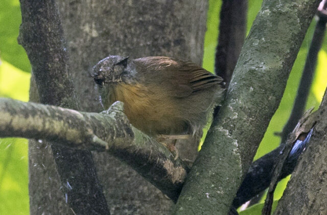 Grey-cheeked Tit-Babbler