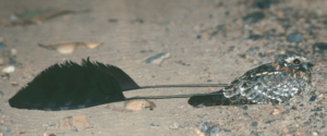 Standard-winged Nightjar