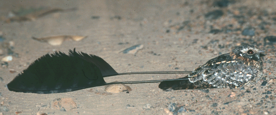 Standard-winged Nightjar