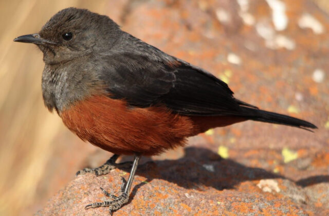 Mocking Cliff Chat