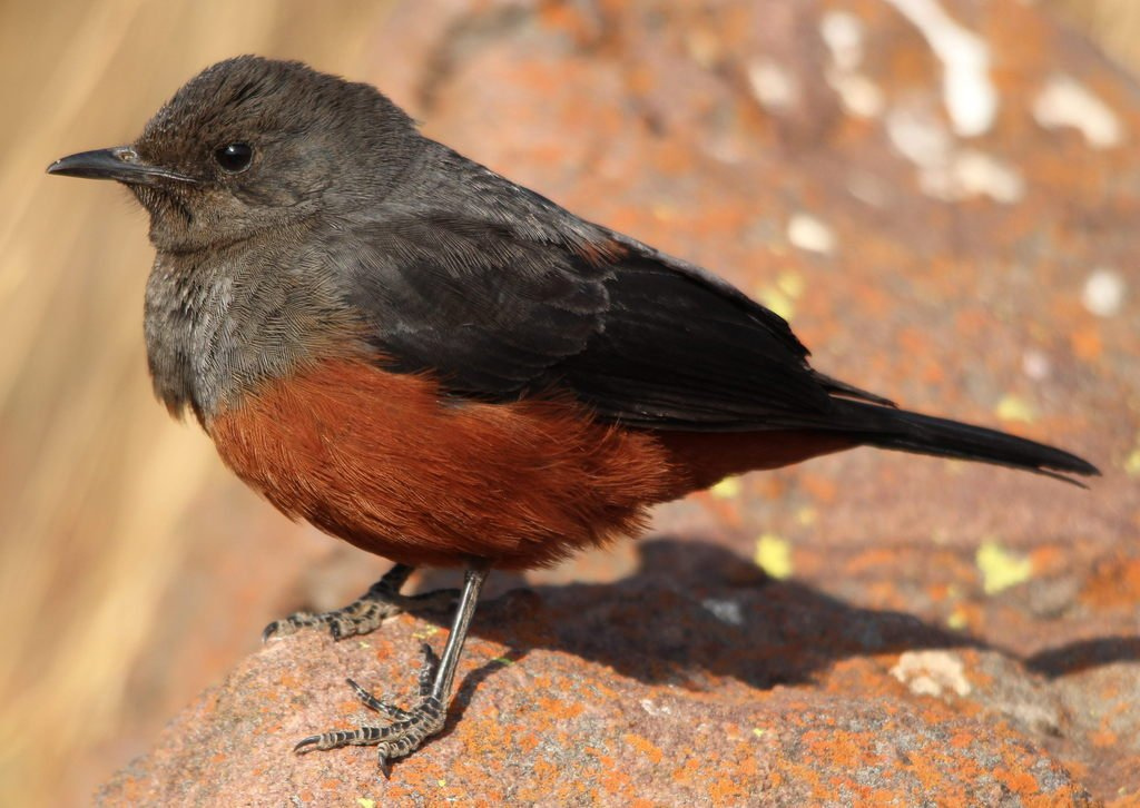 Mocking Cliff Chat