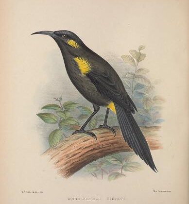 Bishop’s Oo