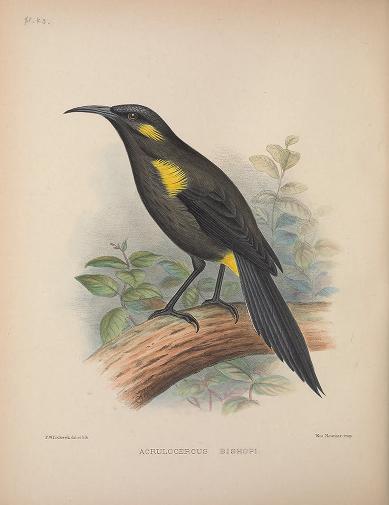 Bishop’s Oo