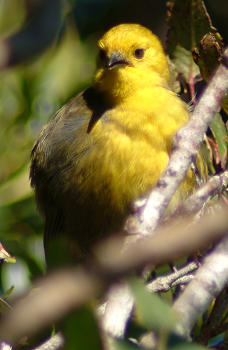 Yellowhead