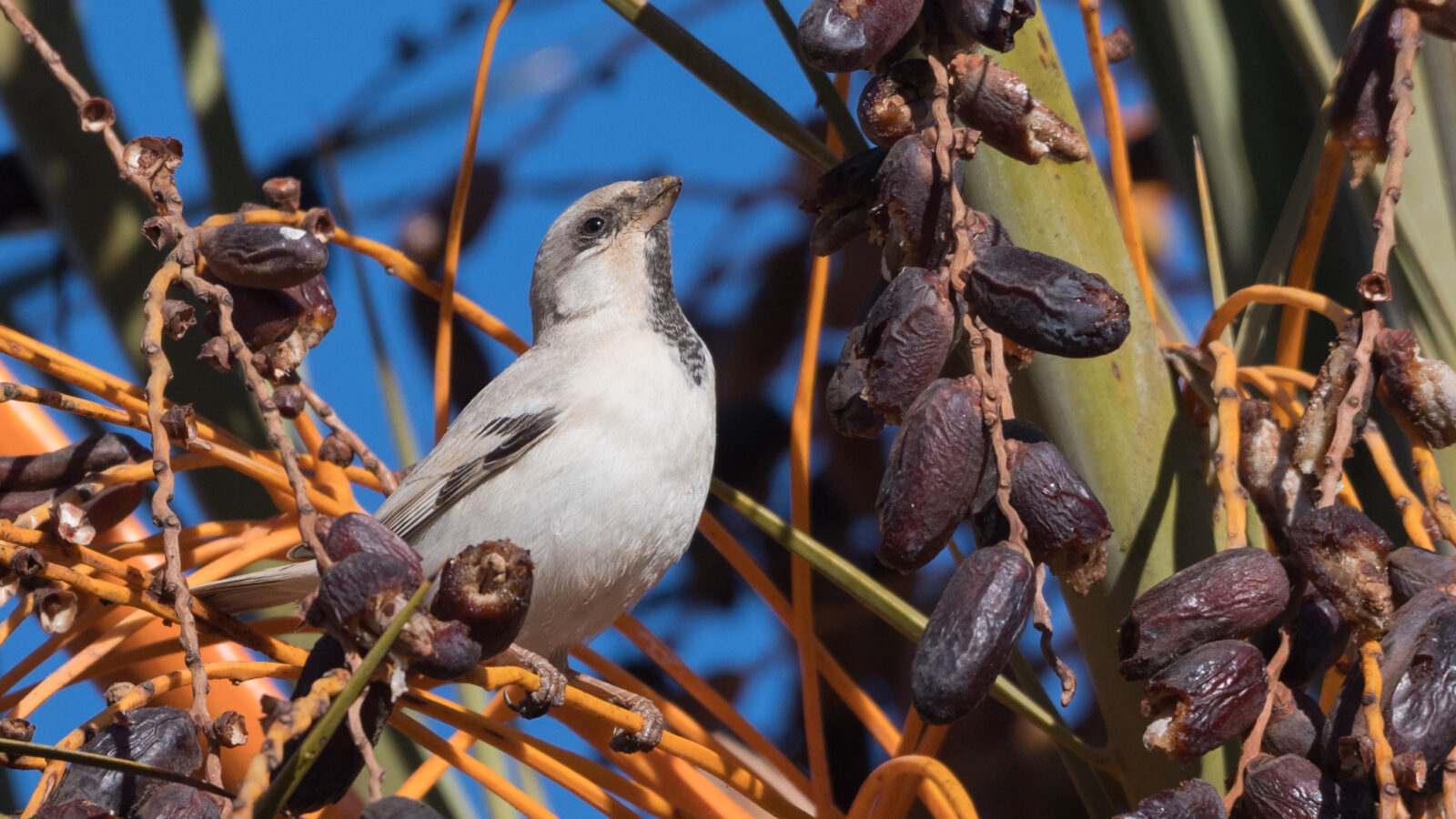 Desert Sparrow