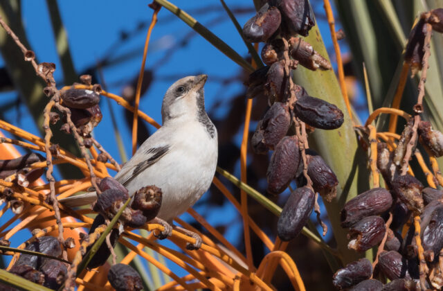 Desert Sparrow