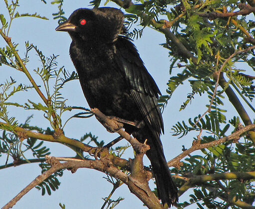 Bronzed Cowbird