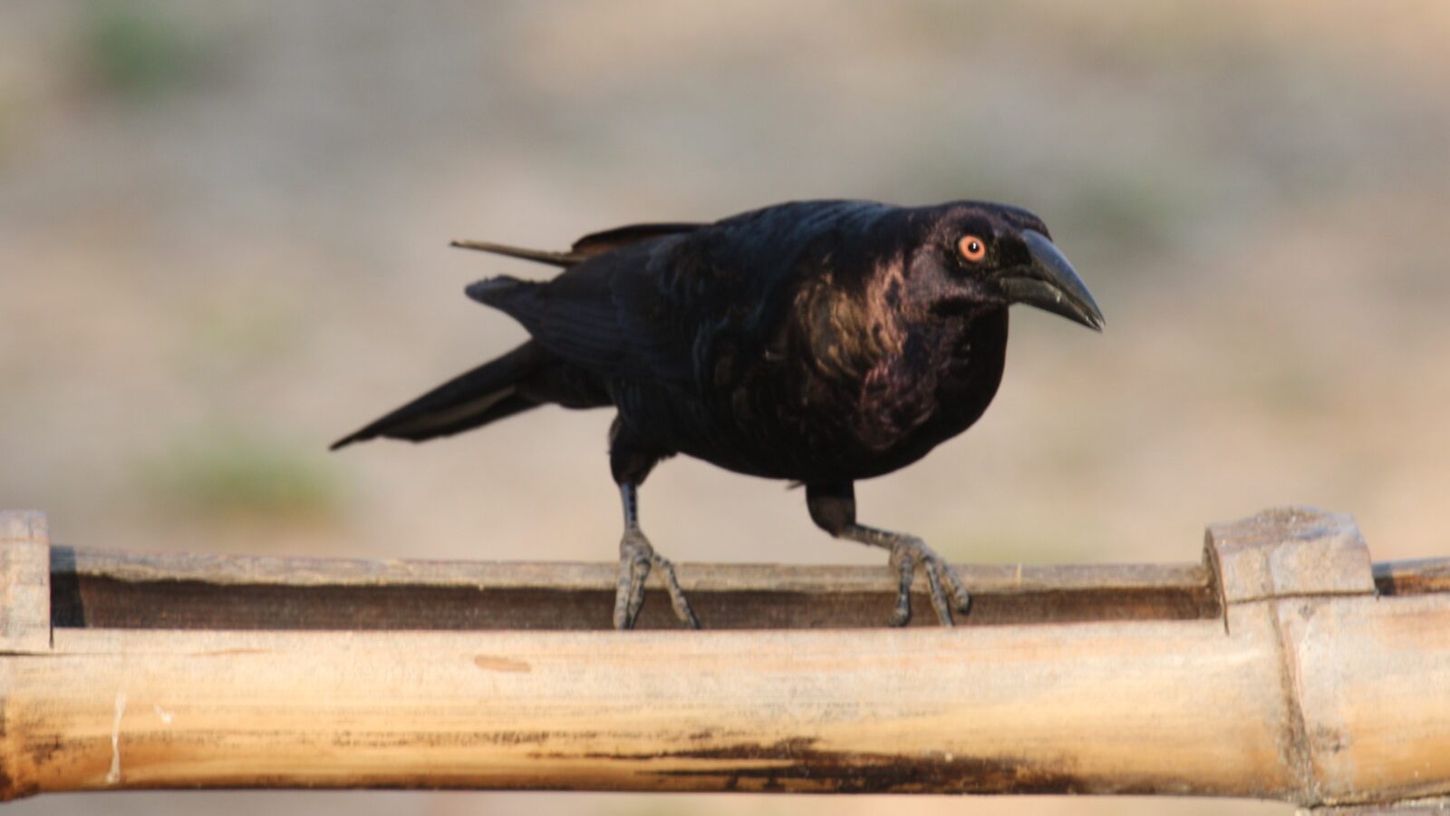 Giant Cowbird
