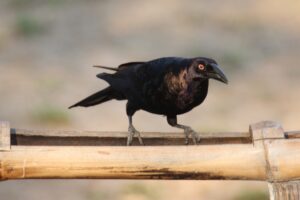 Giant Cowbird