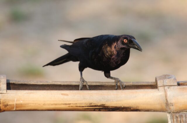 Giant Cowbird