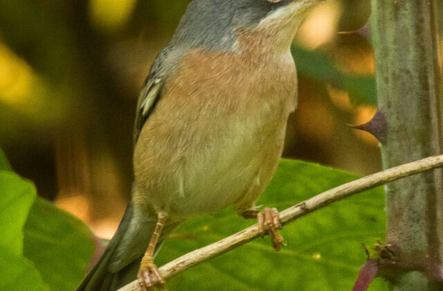 Moltoni’s Warbler