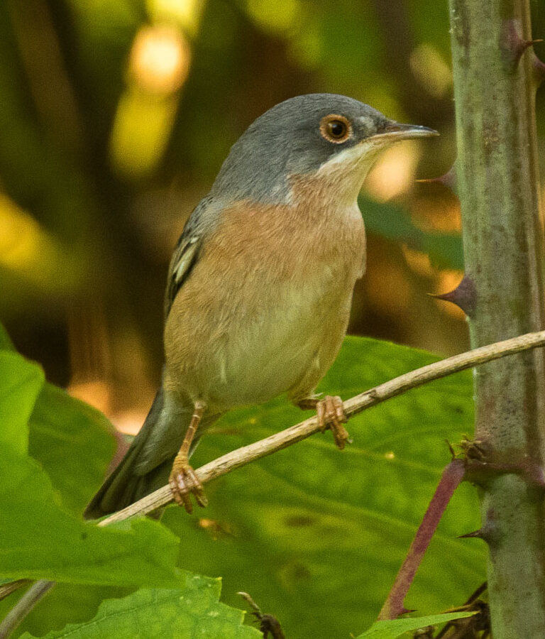 Moltoni’s Warbler