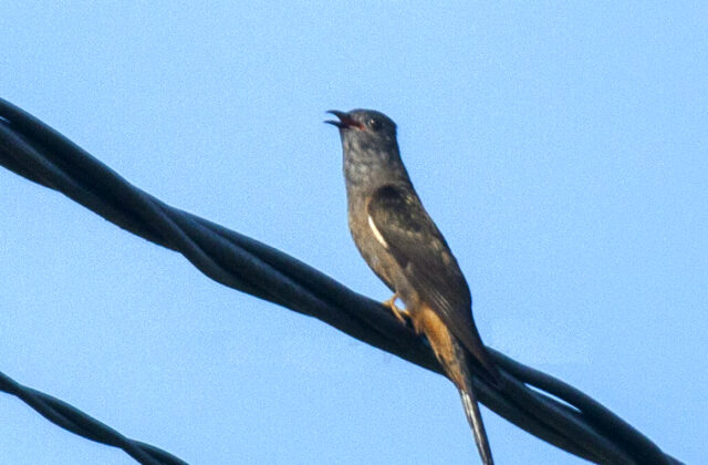 Moluccan Brush Cuckoo