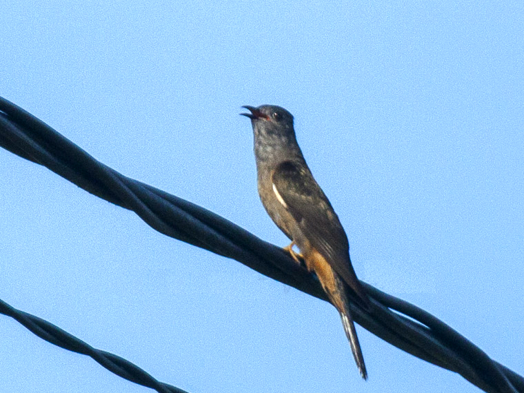 Moluccan Brush Cuckoo