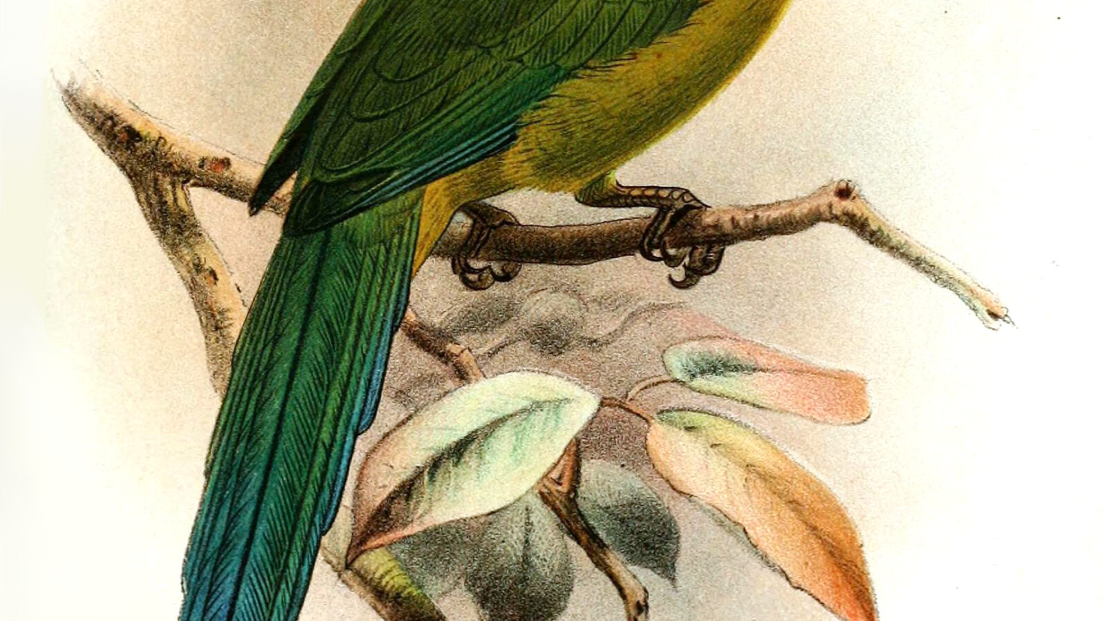 Andean Motmot