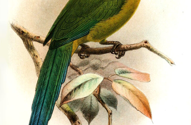 Andean Motmot