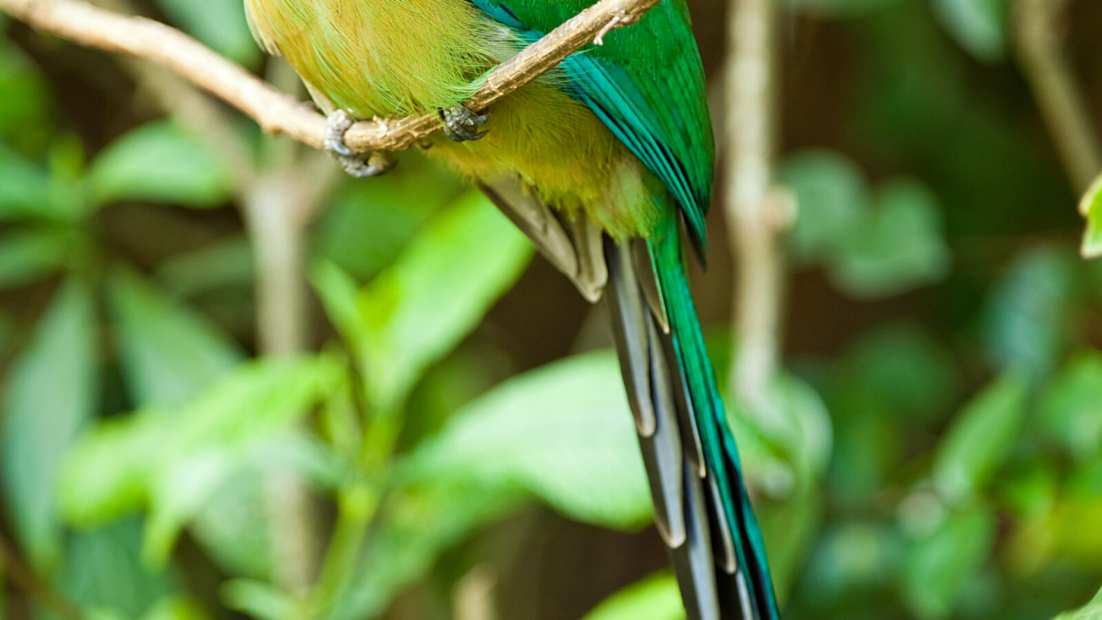 Lesson’s Motmot