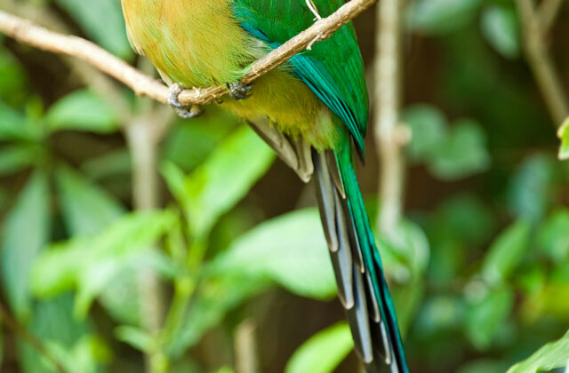 Lesson’s Motmot