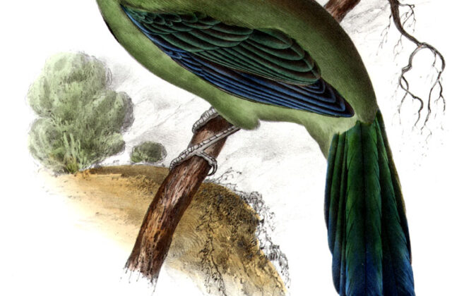Blue-capped Motmot