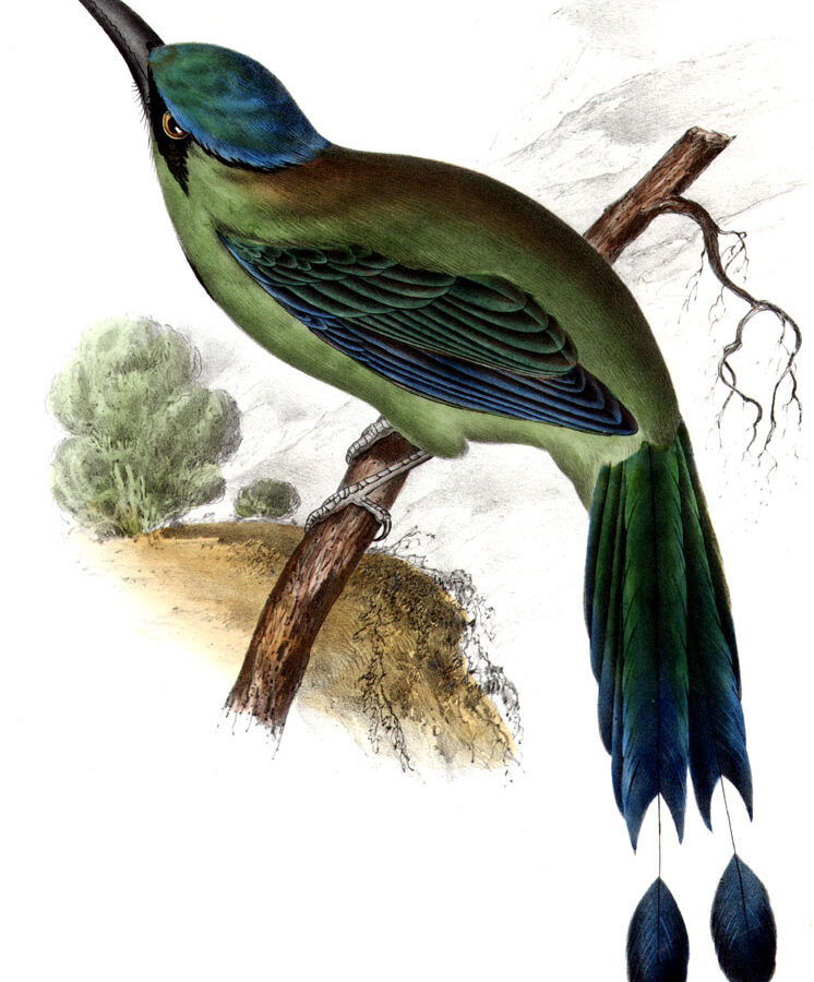 Blue-capped Motmot