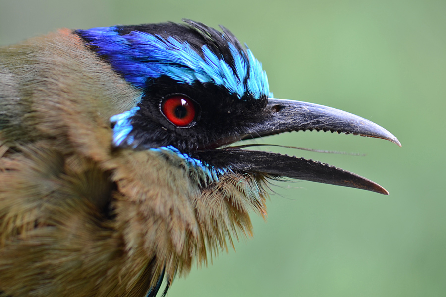 Amazonian Motmot