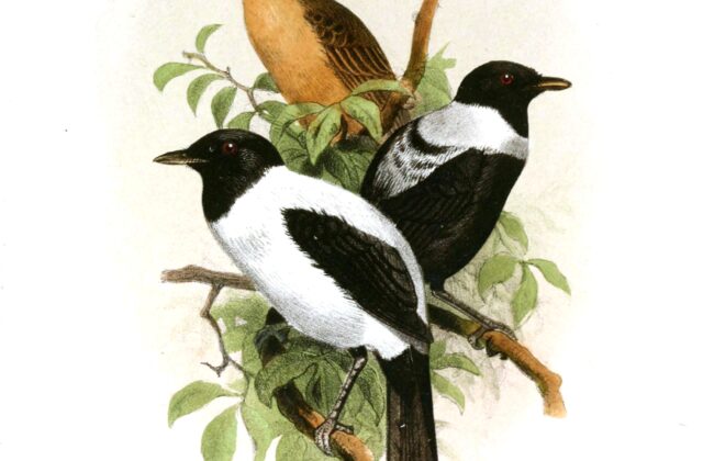 Yap Monarch