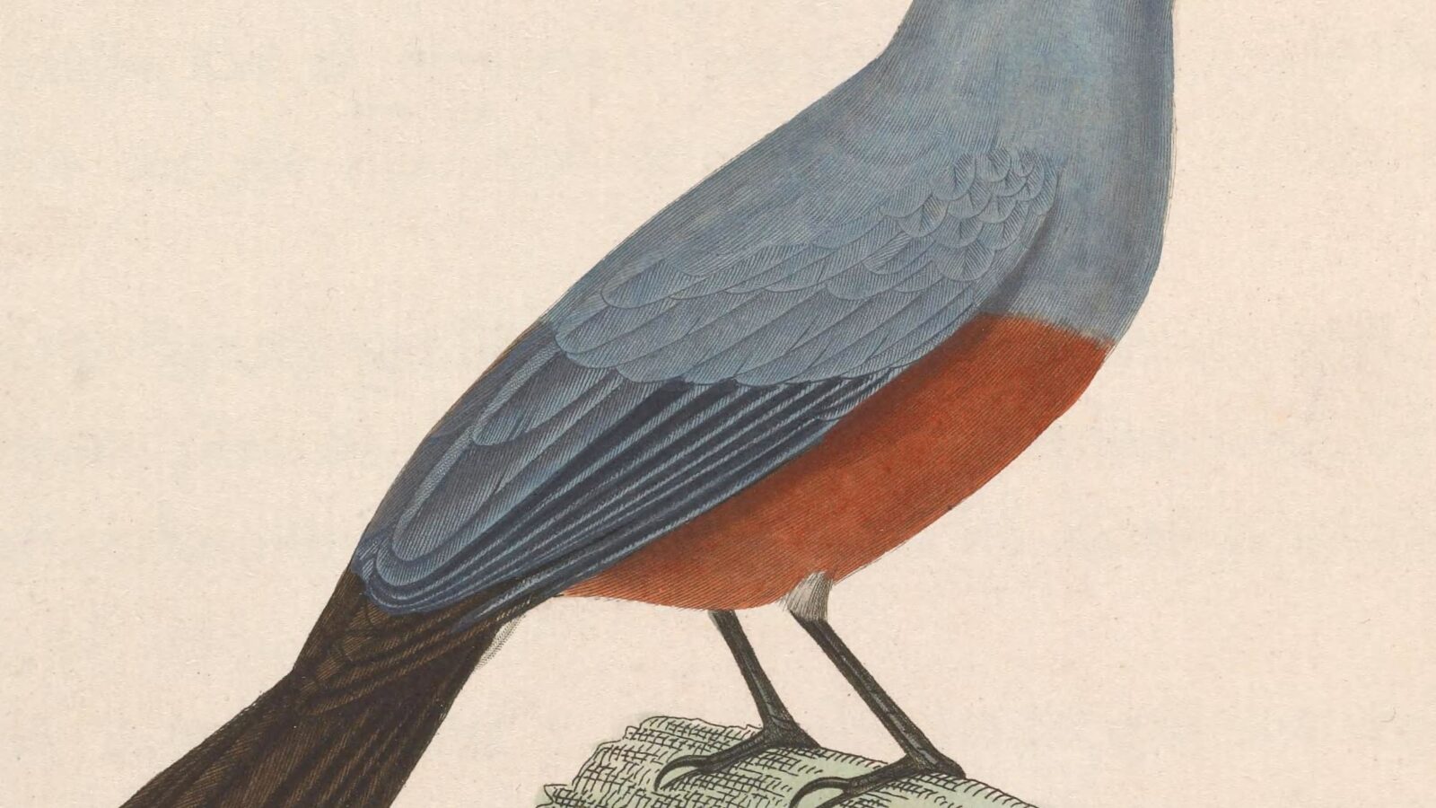 Island Monarch